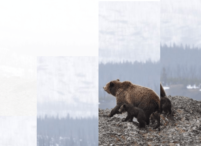 Divide an Image with CSS Vars